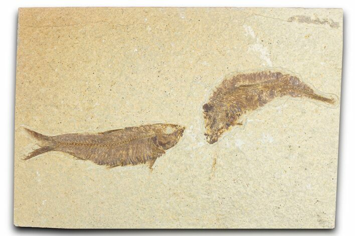 Limestone with Two Fossil Fish (Knightia) - Wyoming #348106